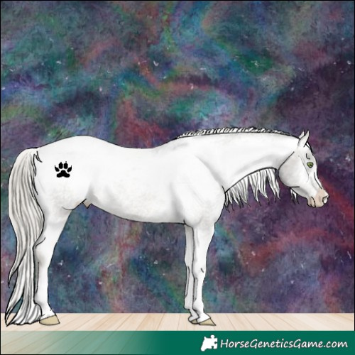 Horse Color:Silver Buckskin Appaloosa