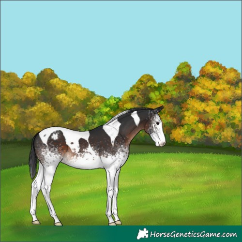 Horse Color:White Spotted Brown Tobiano Varnish 