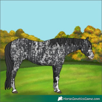 Horse Color:Blue Roan  and Black 