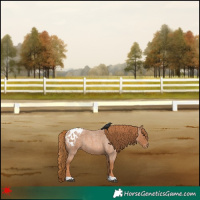 Horse Color:Red Roan Appaloosa 