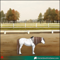 Horse Color:White Spotted Bay Dun Appaloosa 