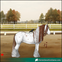 Horse Color:White Spotted Chestnut Appaloosa 