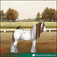 Horse Color:White Spotted Chestnut Blanket 