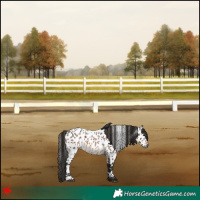 Horse Color:Gray Bay Roan Appaloosa 
