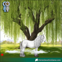 Horse Color:Gray Bay Roan Near Leopard 