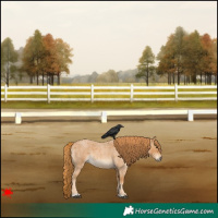 Horse Color:Red Roan 