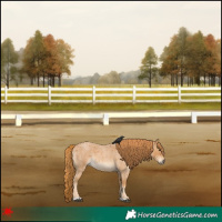 Horse Color:Red Roan 