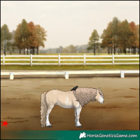 Horse Color:White Spotted Red Dun 