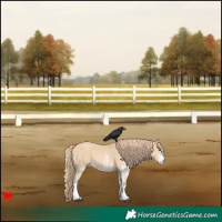 Horse Color:White Spotted Red Dun 