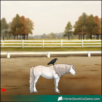 Horse Color:White Spotted Red Dun Splash 