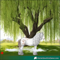 Horse Color:White Spotted Bay Splash Appaloosa 