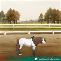 Horse Color:Bay Roan Dun Appaloosa