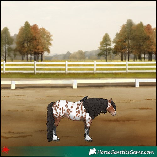 Horse Color:Bay Appaloosa 