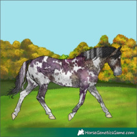 Horse Color:White Spotted Brown Ice Onyx
