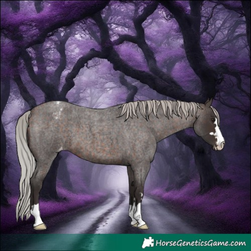 Horse Color:Silver Brown Roan Appaloosa 