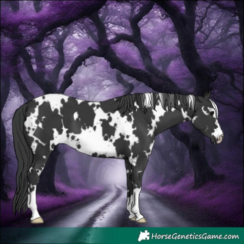 Horse Color:White Spotted Black 