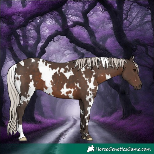 Horse Color:White Spotted Silver Black 