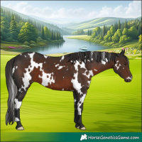 Horse Color:White Spotted Liver Chestnut