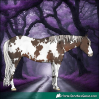Horse Color:White Spotted Silver Black