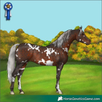 Horse Color:White Spotted Silver Brown Rabicano 