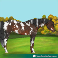 Horse Color:White Spotted Liver Chestnut Rabicano