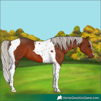 Horse Color:Silver Brown Tobiano 