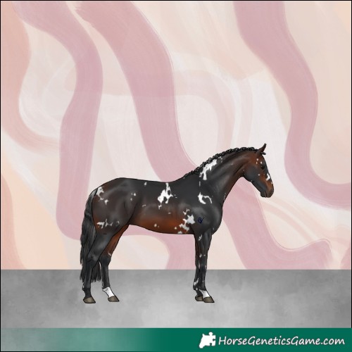 Horse Color:White Spotted Brown