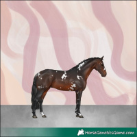 Horse Color:White Spotted Brown 
