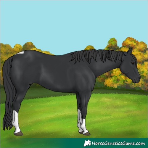 Horse Color:Black Tobiano Rabicano 