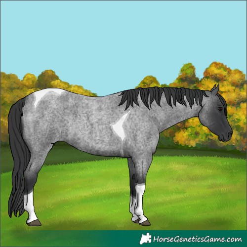 Horse Color:Blue Roan Tobiano Rabicano 
