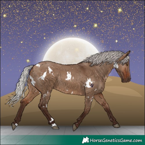 Horse Color:White Spotted Silver Brown Dun Rabicano 