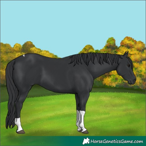 Horse Color:Black Tobiano Rabicano 