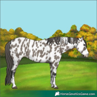 Horse Color:Grullo Appaloosa 