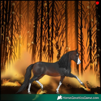 Horse Color:White Spotted Brown