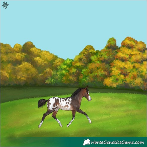 Horse Color:Bay Appaloosa Rabicano 