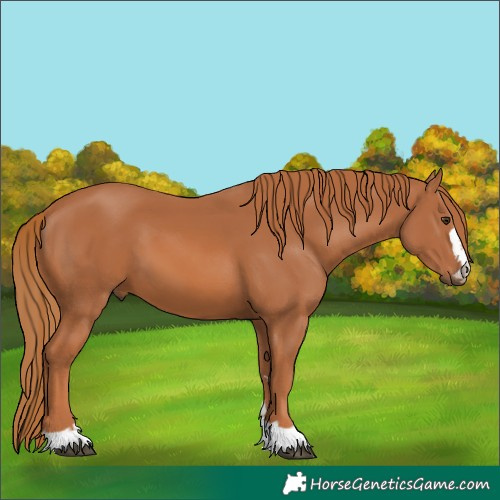 Horse Color:Chestnut 