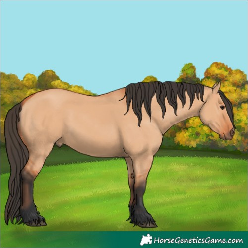 Horse Color:Bay Dun