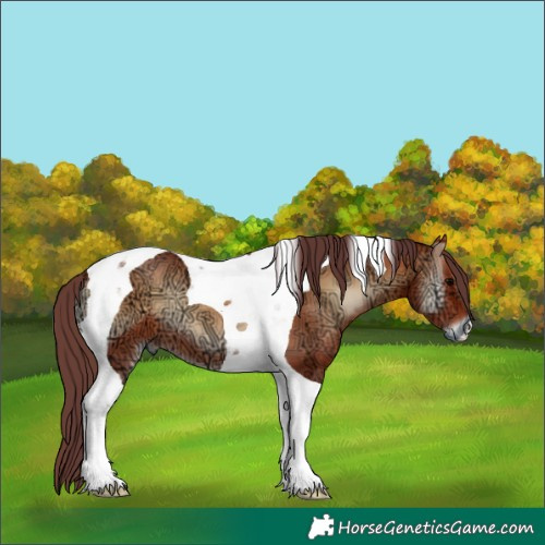 Horse Color:Chocolate Bay Ice Onyx Tobiano 