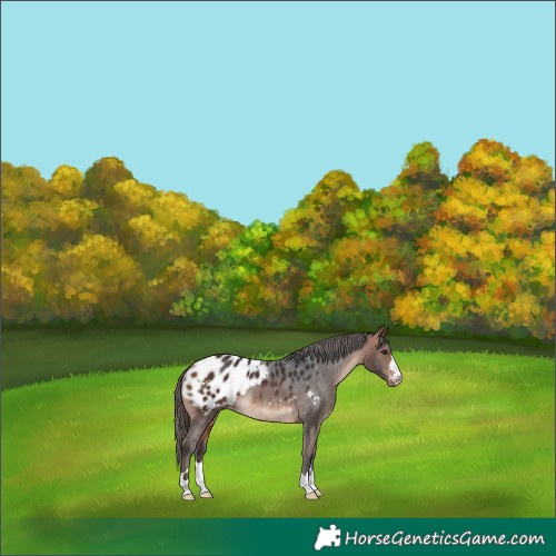 Horse Color:Bay Blanket Rabicano 