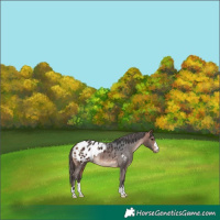 Horse Color:Bay Appaloosa Rabicano 