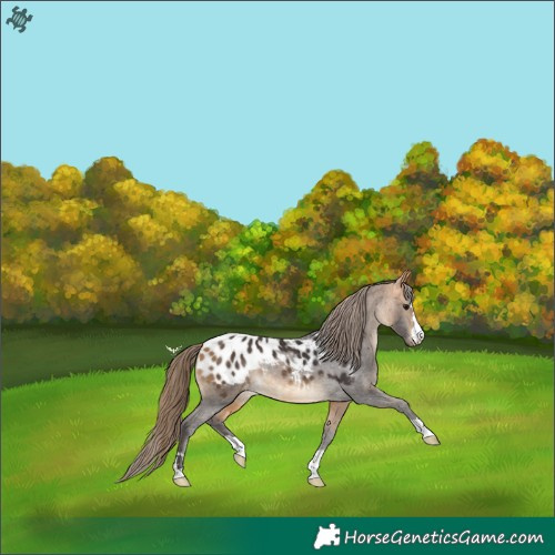 Horse Color:Buckskin Blanket Rabicano 