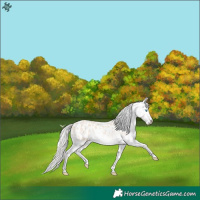 Horse Color:Cremello Appaloosa
