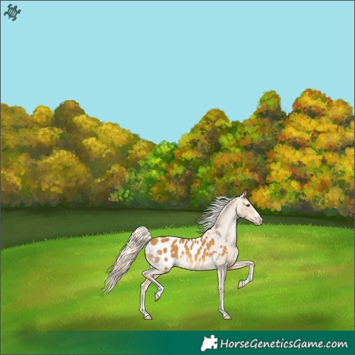 Horse Color:Palomino Appaloosa 
