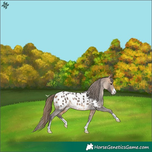 Horse Color:Buckskin Near Leopard Rabicano 