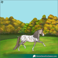 Horse Color:Buckskin Near Leopard Rabicano
