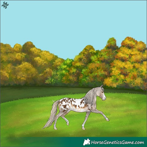 Horse Color:Chocolate Palomino Appaloosa 