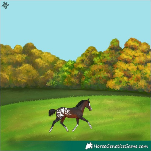 Horse Color:Brown Appaloosa 