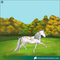 Horse Color:Chocolate Palomino Appaloosa