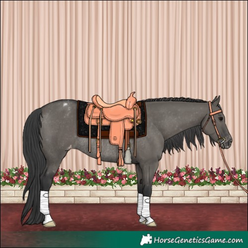 Horse Color:Grullo Appaloosa Rabicano