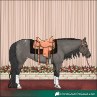 Horse Color:Grullo Appaloosa Rabicano 